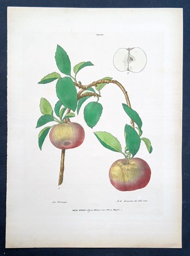 Stampa antica petraroja melo - antica,