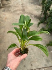 Masdevallia Specie Tridens ´