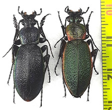 Carabidae, Carabus