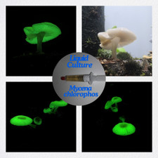 Fungo luminoso | coltura liquida | Glow in the Dark Liquid Culture (Mycena chlorophos)