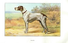 Stampa Antica CANE = POINTER (22) = Primi del 900 = Old Print