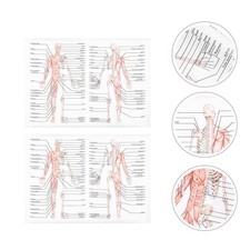 2pcs Anatomia umana Poster