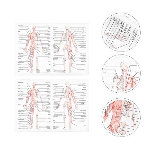 2pcs anatomia umana poster - ,