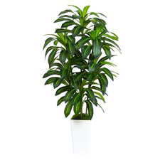 Pianta di Dracaena Artificiale