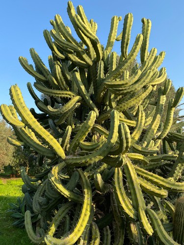 Myrtillocactus geometrizans - ,