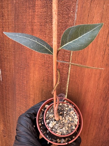 Bonsai brachychiton - di,