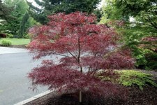 Acero rosso giapponese "Acer