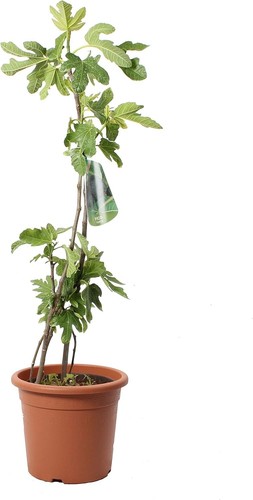 Ficus carica pianta - carica, fico