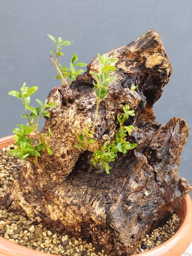 Bonsai olivastro 30x30cm - bonsai, in