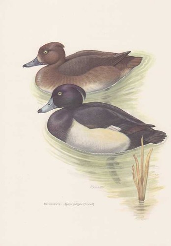 Reiherente aythya fuligula - reiherente,