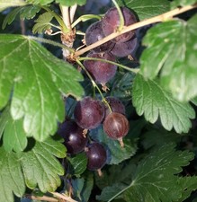 Pianta uvaspina rossa - uvaspina, –