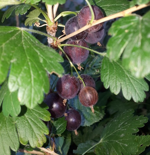 Pianta uvaspina rossa - di,