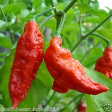 Bhut Jolokia red rosso 20 semi