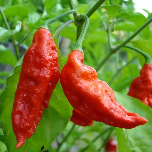 Bhut jolokia red rosso semi - red,