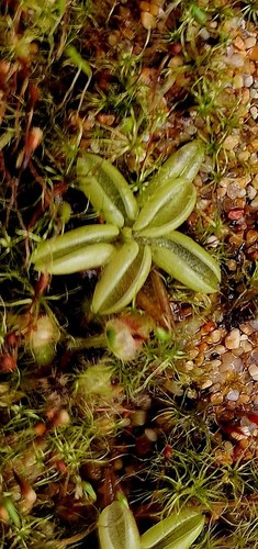 Pinguicula lusitanica 3 - lusitanica, 2/3