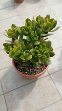 CRASSULA OVATA, ALBERO DI GIADA. 21 CM COCCIO