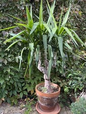 Vecchia palma yucca matura o