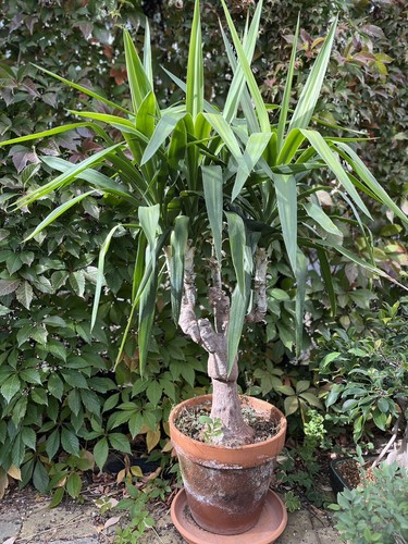 Vecchia palma yucca matura - , o