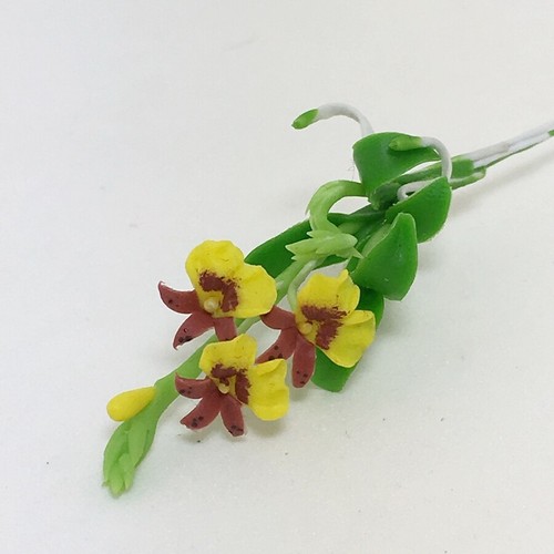 Fiore orchidea giallo - fiore,