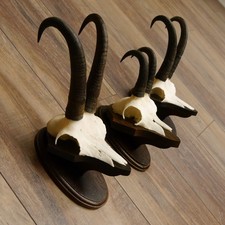 Corna Di Camoscio 3 Pezzi