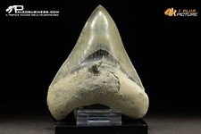 Dente di Carcharocles megalodon
