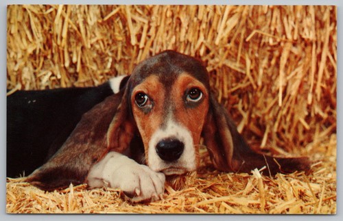 Adorabile basset hound - basset,