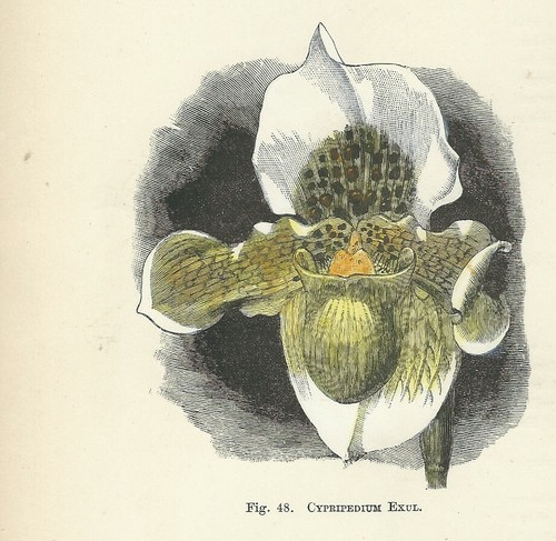 Orchidea cypripedium exul - orchidea,