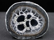 Septaria maroc 2 x - -,