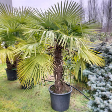 Palma cinese  "Trachycarpus fortunei" pianta in mastello 