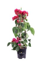 Pianta vera di Bougainvillea