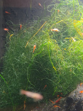 ✅NEW!Alghe Chaetomorpha Acquario Salmastro 