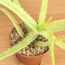 Aloe arborescens f. variegata ,  pot 10 cm   (Cod. N 93)