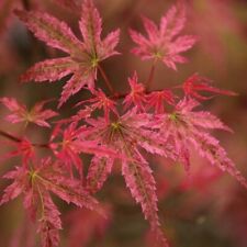 Acero rosso giapponese "Acer