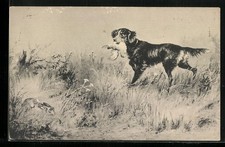 Cartolina cane da caccia con