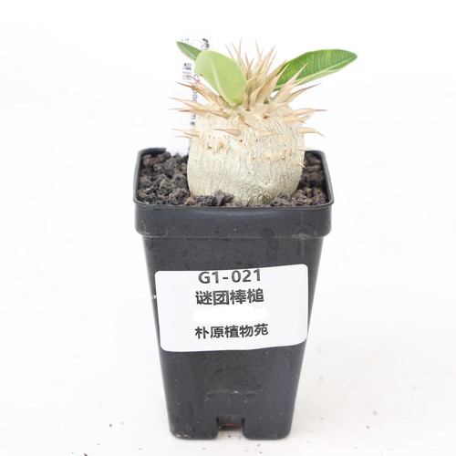 Raro vaso radice - , pachypodium
