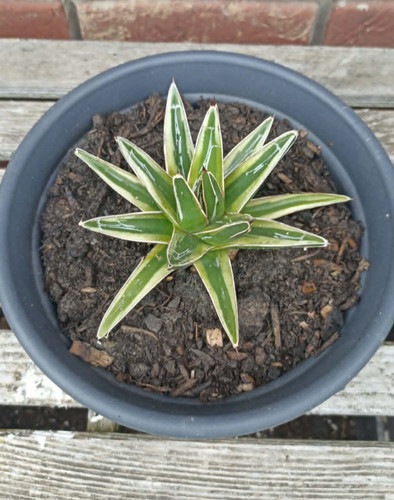 Agave victoriae reginae - agave,