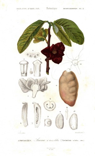 Asimina triloba papau - asimina, nord