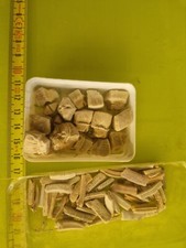 2 DENTI RHOMBODUS E RHONOPTERA