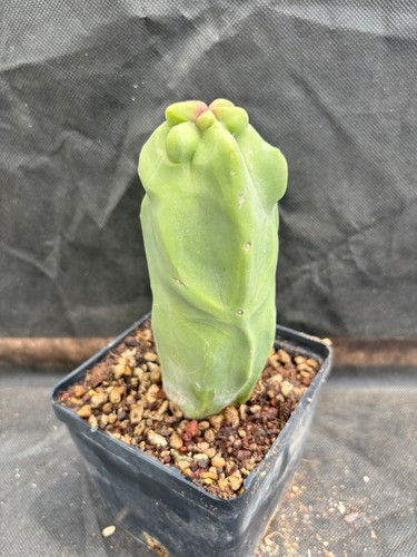 Lophocereus schottii - lophocereus,