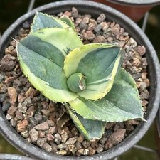 Rara pianta succulenta viva