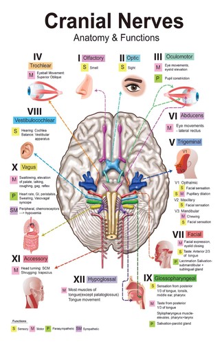 Poster cartella medica - poster,