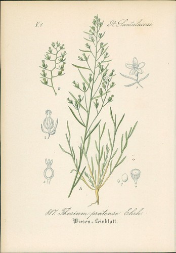 Chromolithographie - ,