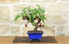 Bonsai di Melo selvatico (144)