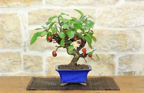 Bonsai melo selvatico - di,