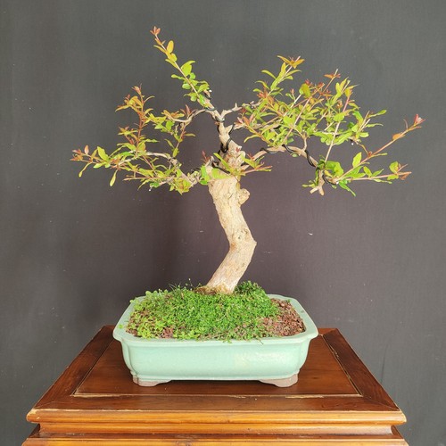 Pre bonsai melograno - pre,