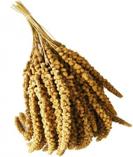 Spighe Di Panico 1Kg, Snack