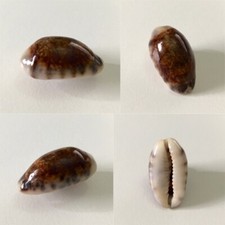 Cypraea listeri f. melanica-rostrata, Keppel Bay, Queensland, 24,2 mm, GIANT