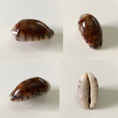 Cypraea listeri - , f