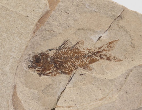 Pesce acropoma lepidotum - acropoma,