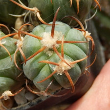 Echinocactus horizonthalonius